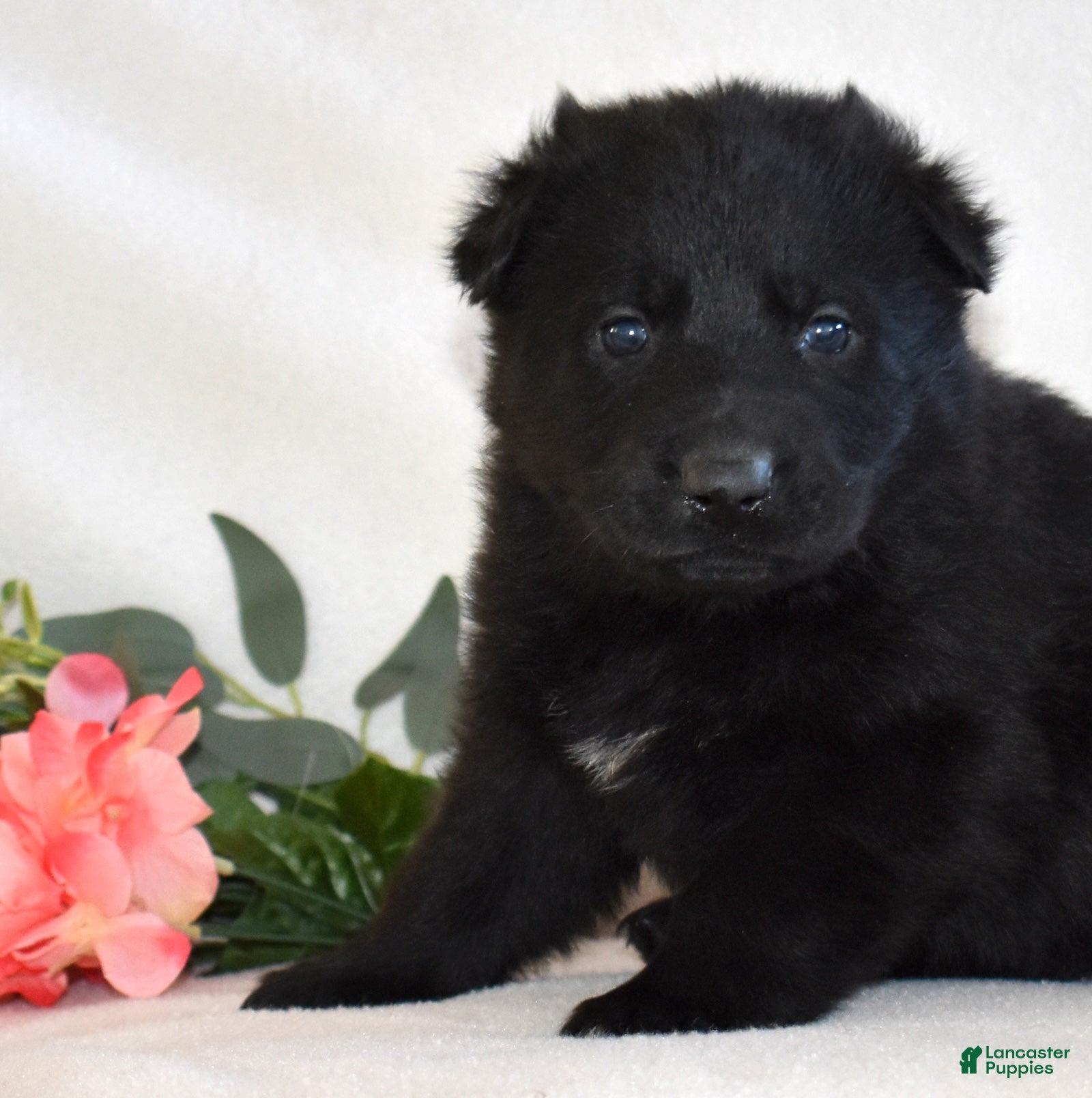 German Shepherd dogs Star - Ad 2