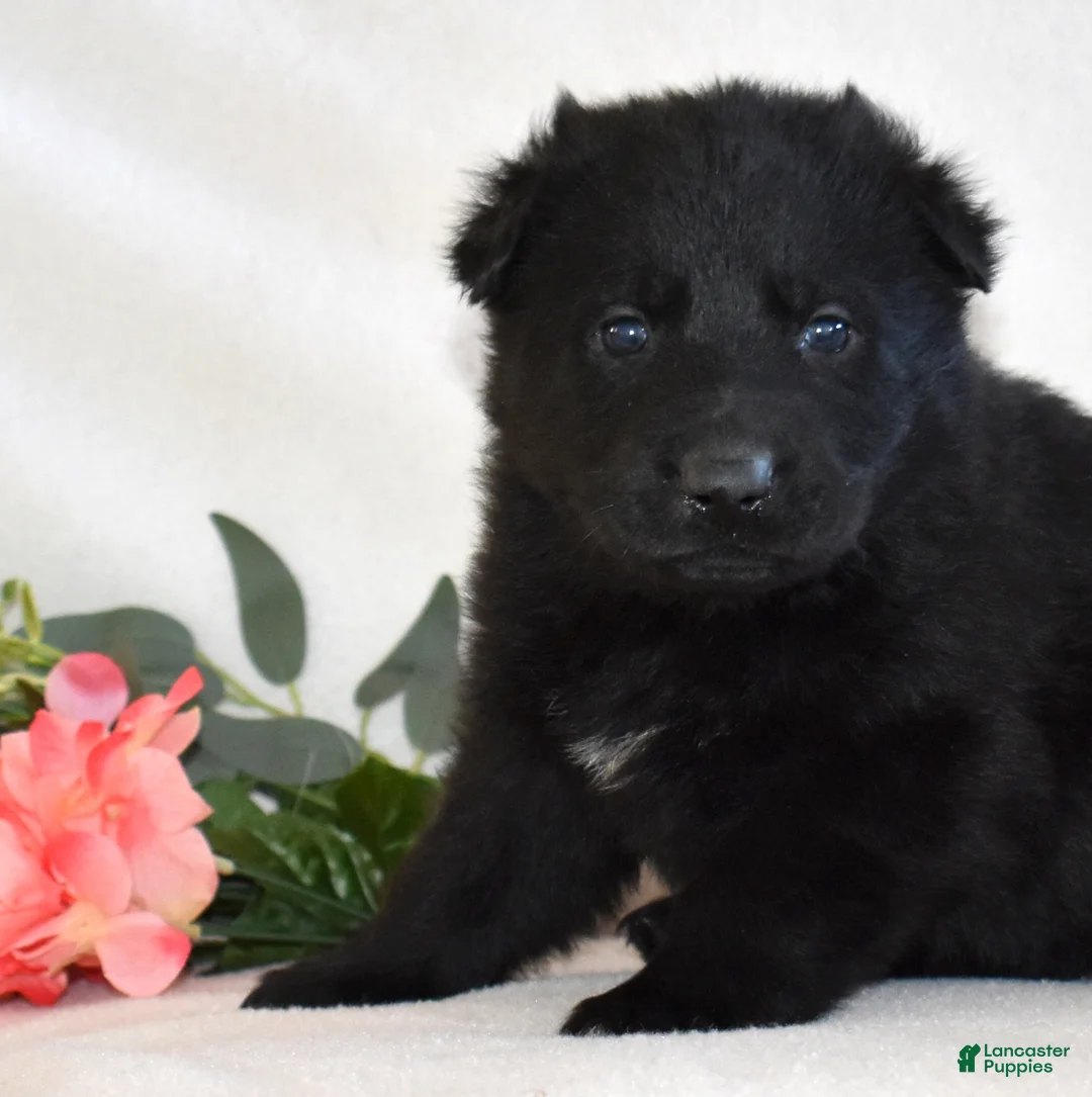 German Shepherd dogs for sale: Star - Ad 2