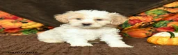 Maltipoo dogs for sale: Benny - Ad 2