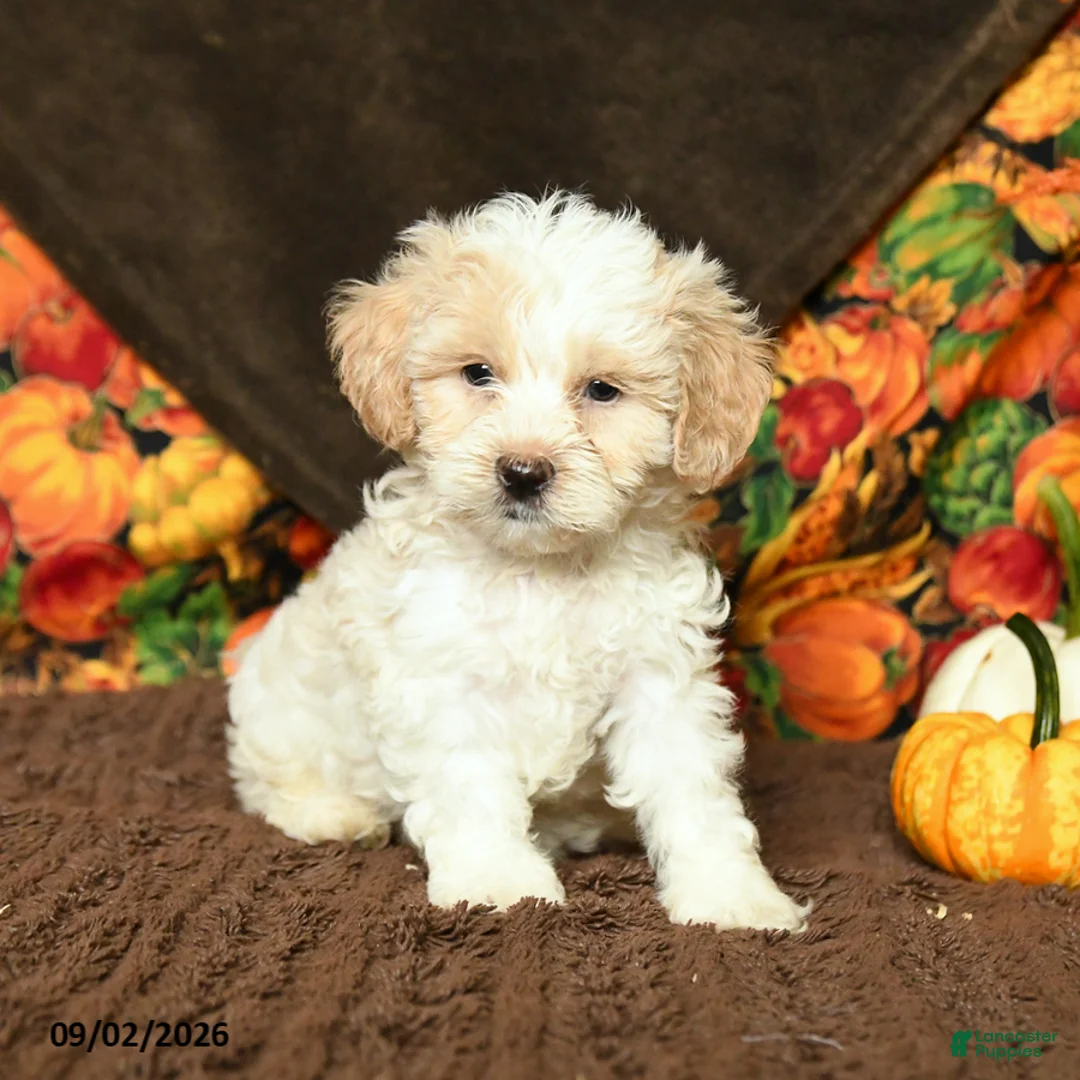 Maltipoo dogs for sale: Benny - Ad 2