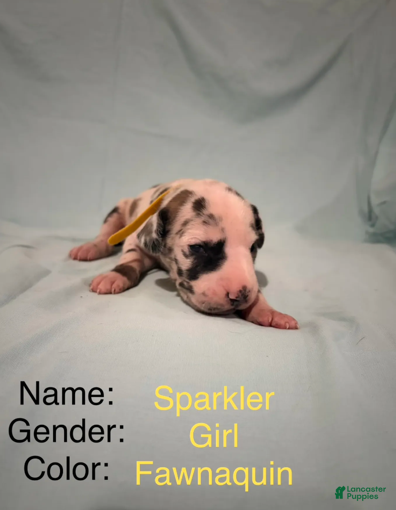 Great Dane dogs Sparkler  - Ad 2