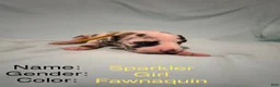 Great Dane dogs for sale: Sparkler  - Ad 2