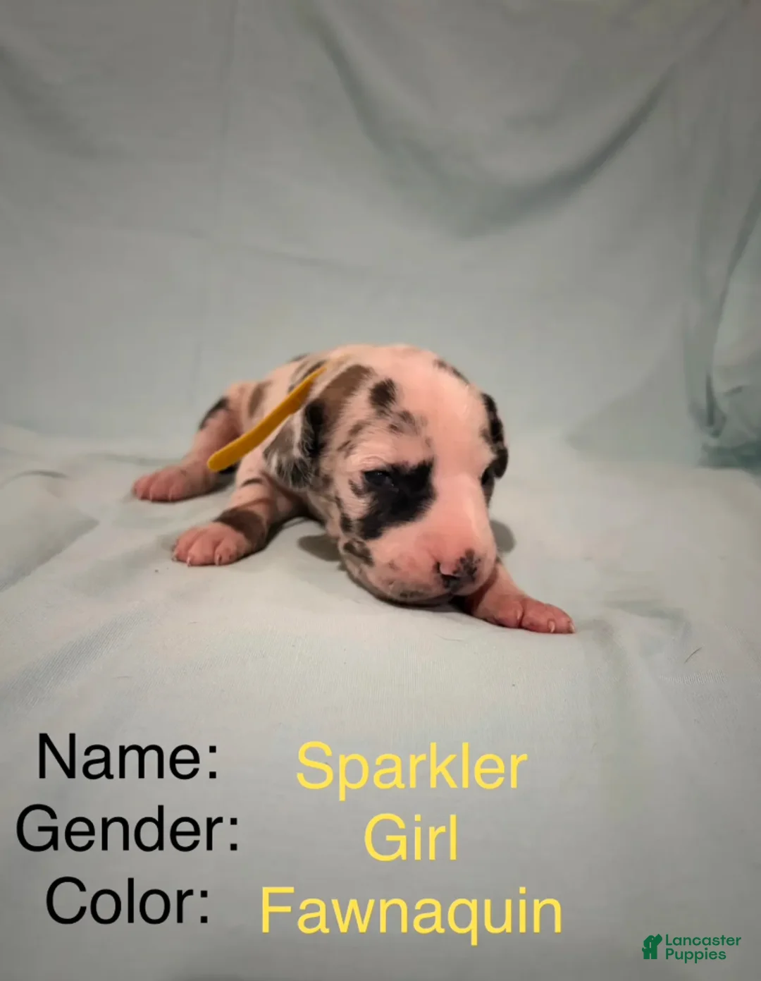 Great Dane dogs for sale: Sparkler  - Ad 2