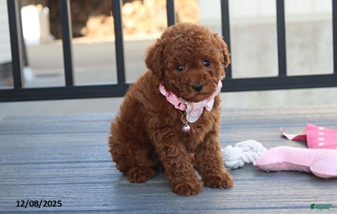 Bichpoo dogs for sale: Daisy - Ad 3