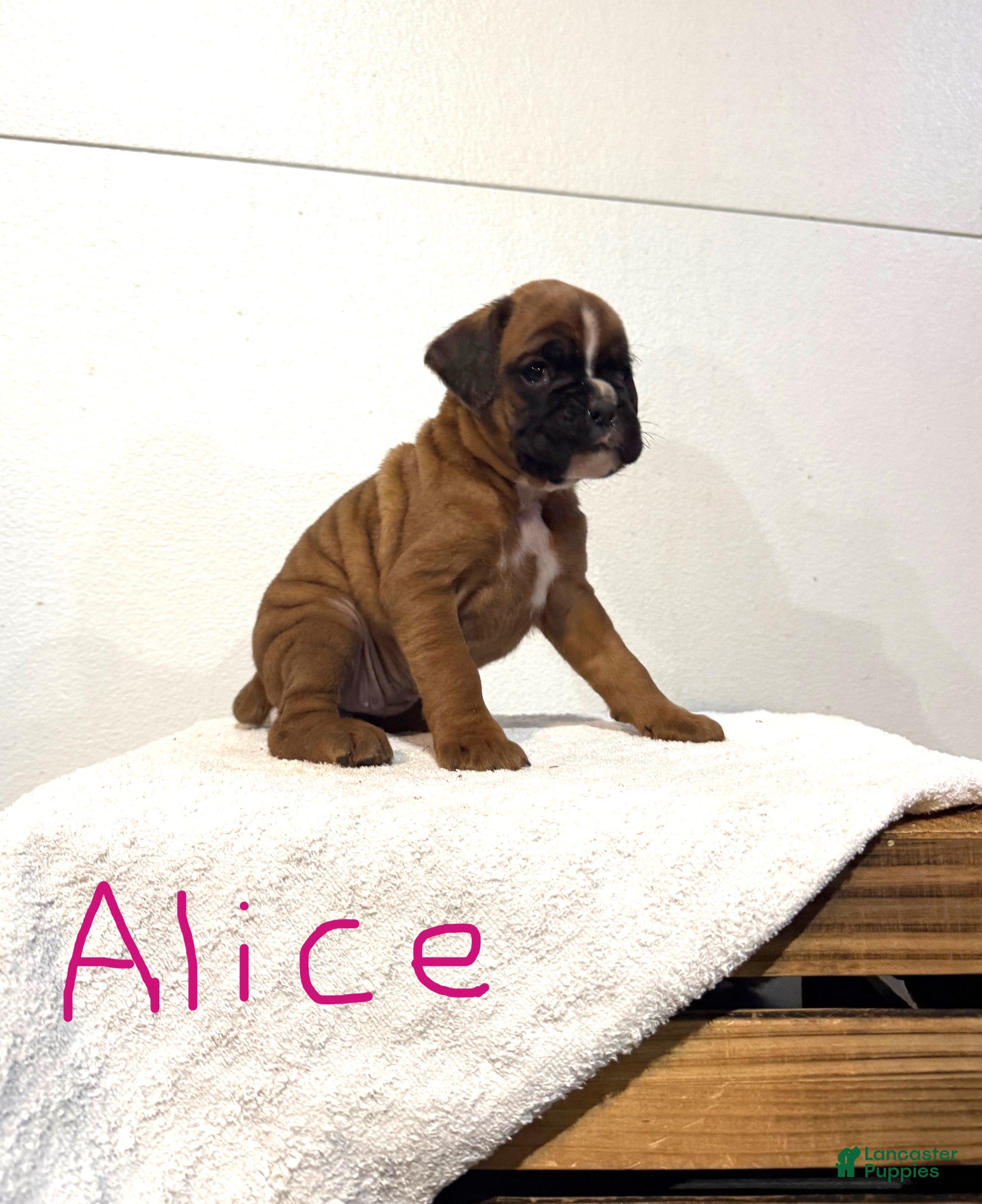 Boxer dogs Alice - Ad 4