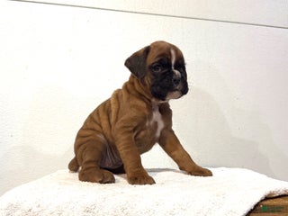 Boxer dogs Alice - Ad 23