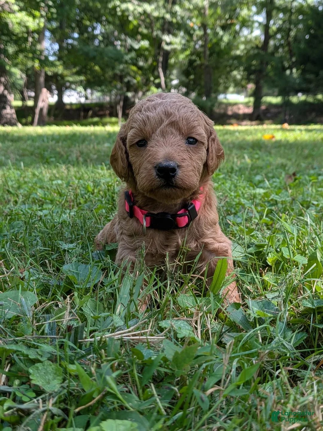 Miniature Labradoodle dogs for sale: Tara - Ad 2