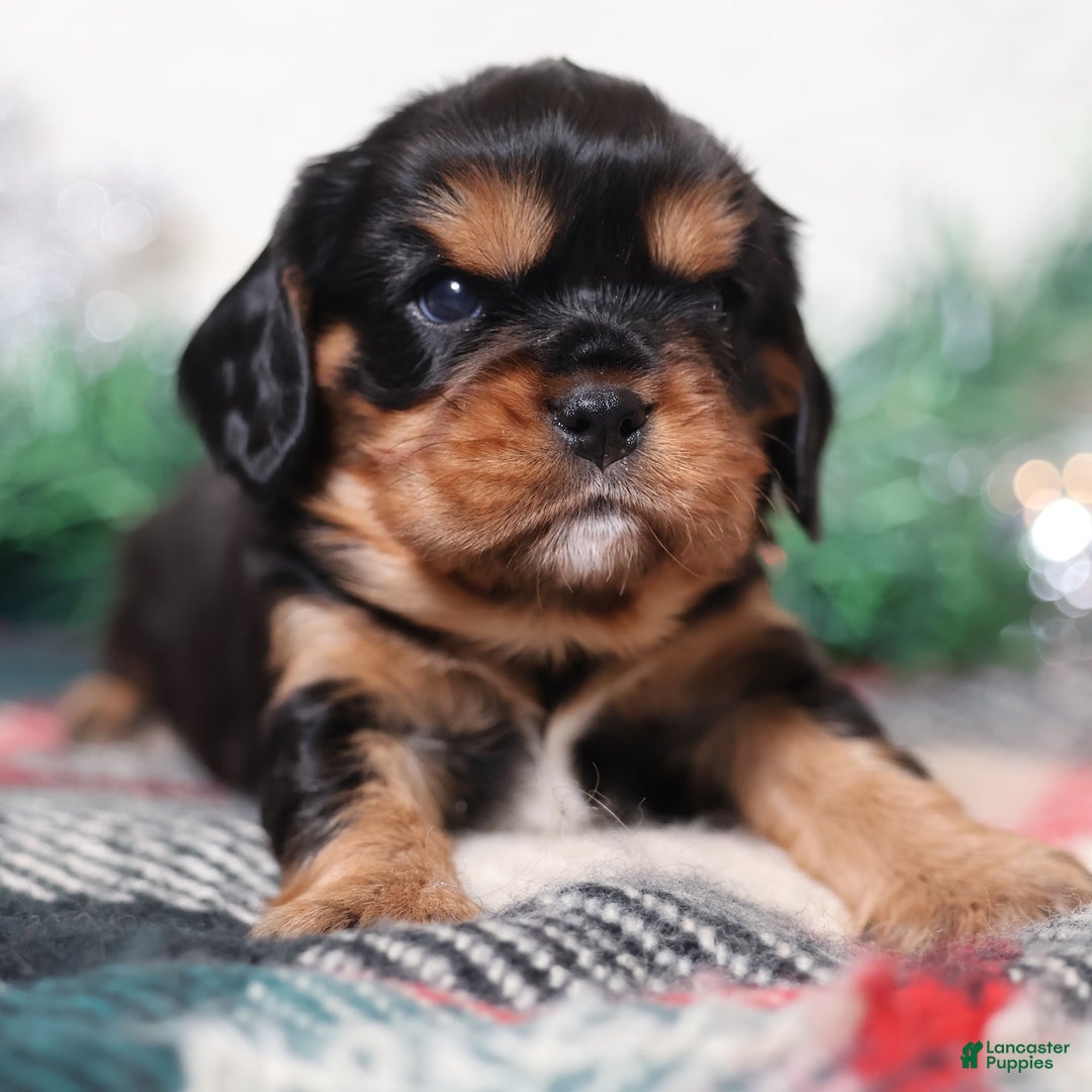 Cavalier King Charles Spaniel dogs for sale: Gizmo | Genetically Screened  - Ad 3