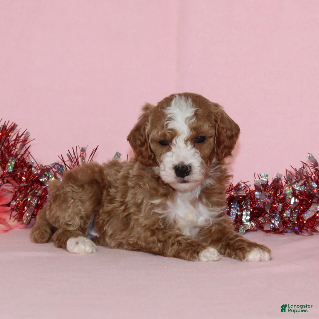 Miniature Poodle dogs for sale: Boomer AKC - Ad 2