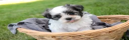 Havanese dogs for sale: Finnegan - Ad 4