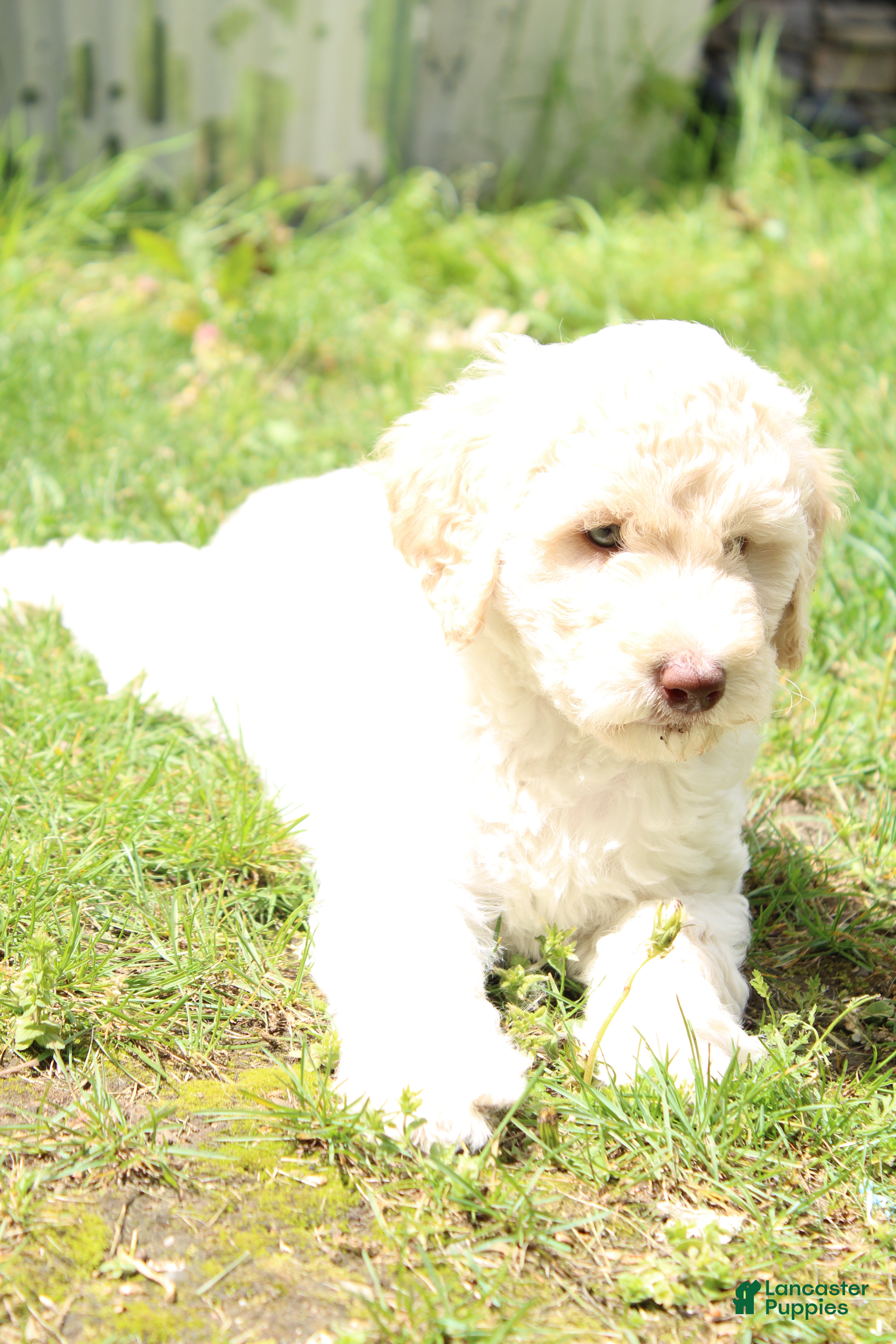Labradoodle dogs Hera - Ad 3