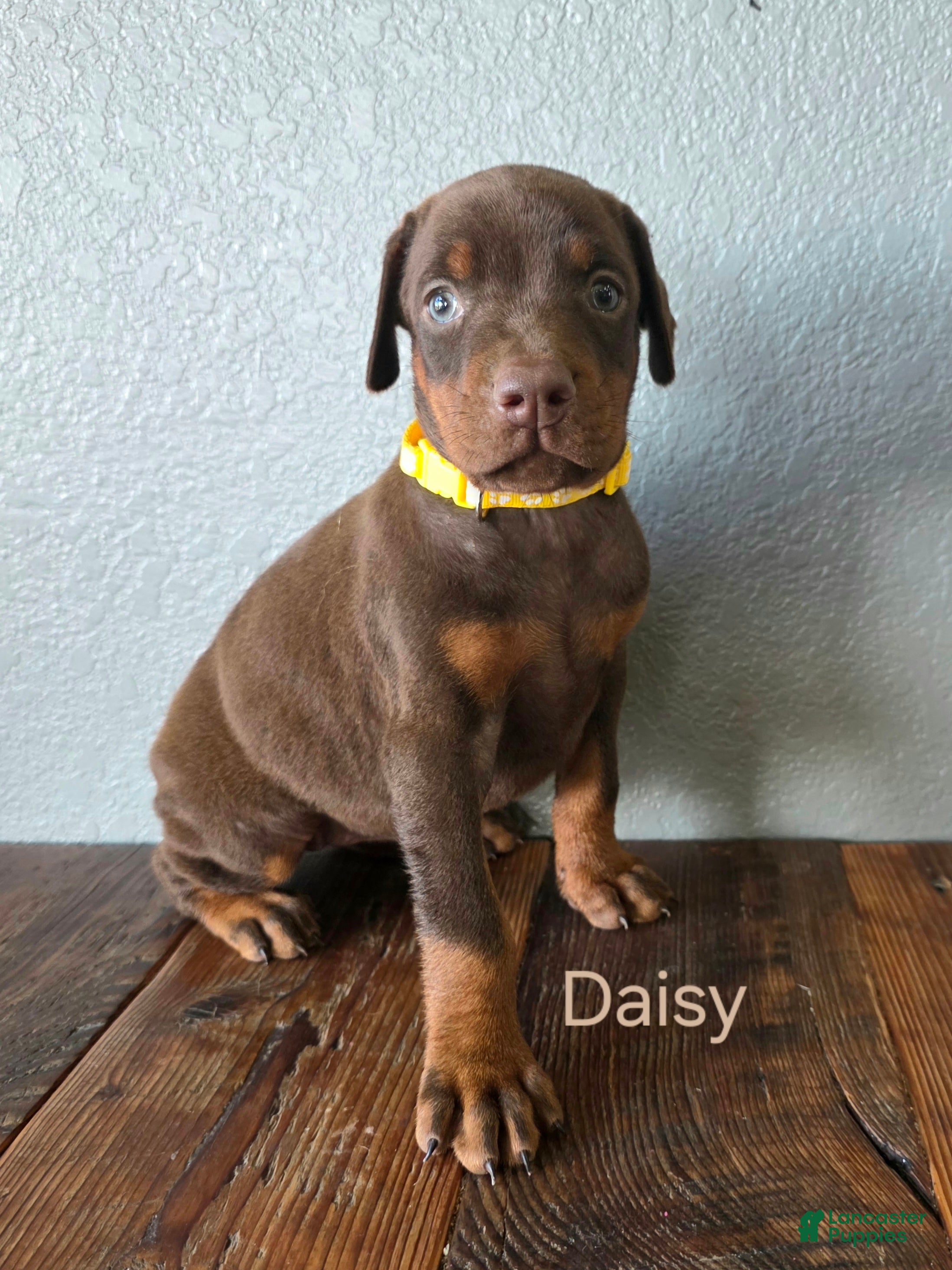 Doberman Pinscher dogs Daisy - Ad 1