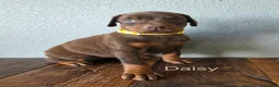 Doberman Pinscher dogs for sale: Daisy - Ad 1