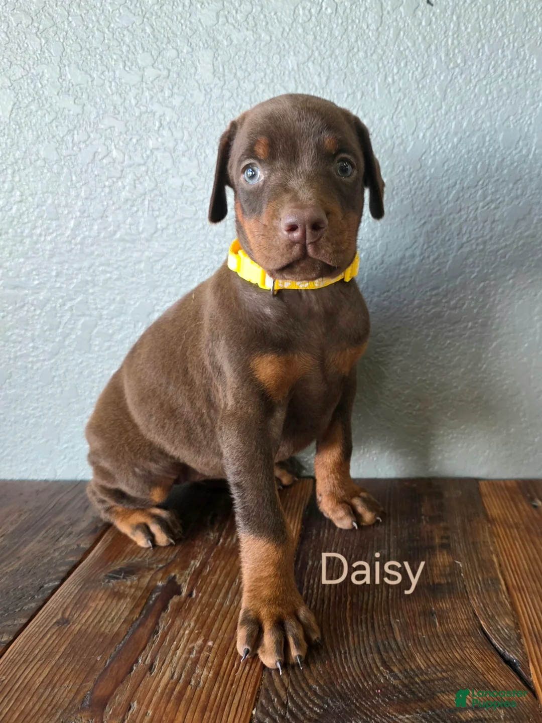 Doberman Pinscher dogs for sale: Daisy - Ad 1