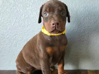 Doberman Pinscher dogs Daisy - Ad 1