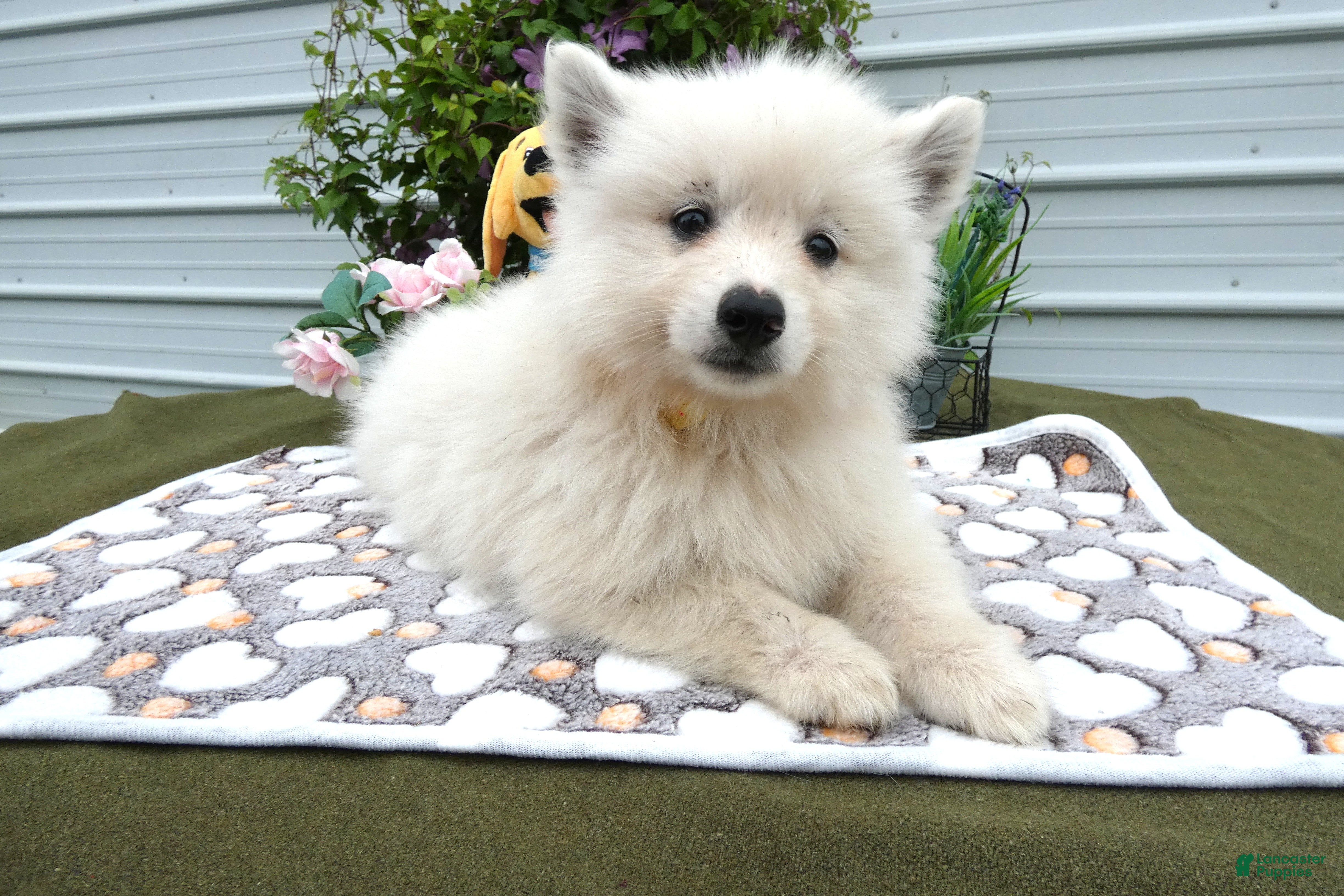 American Eskimo dogs American Eskimo 1 Barin - Ad 3