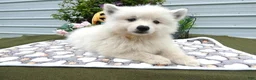 American Eskimo dogs for sale: American Eskimo 1 Barin - Ad 2