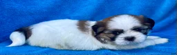 Shih Tzu dogs for sale: Bobby  - Ad 4