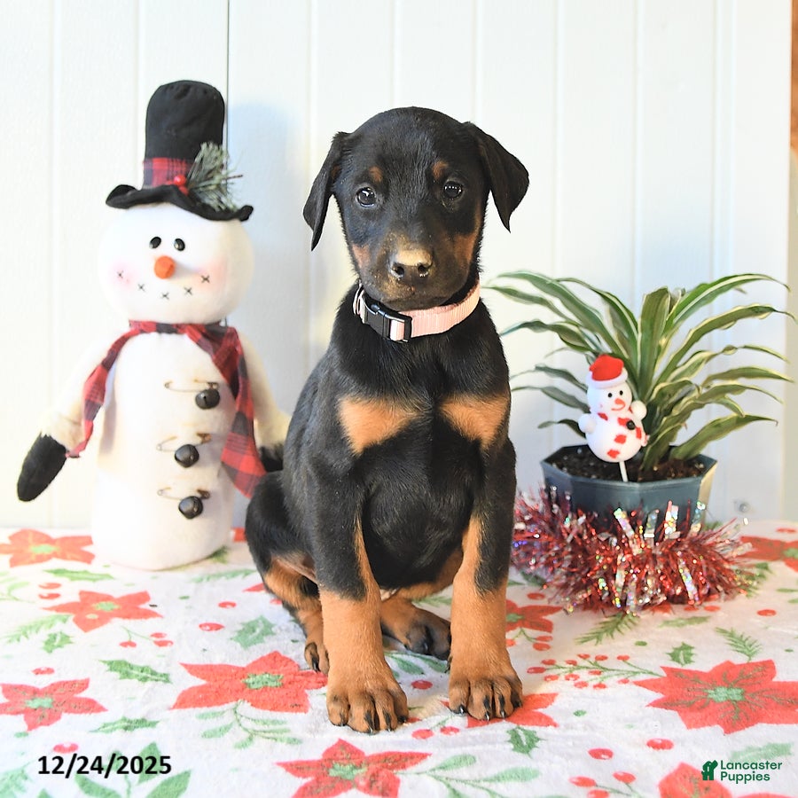 Doberman Pinscher dogs Bonnie - Ad 25