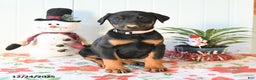 Doberman Pinscher dogs for sale: Bonnie - Ad 1