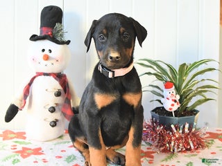 Doberman Pinscher dogs Bonnie - Ad 25