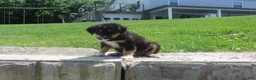 Australian Shepherd dogs for sale: Pansy - Ad 3