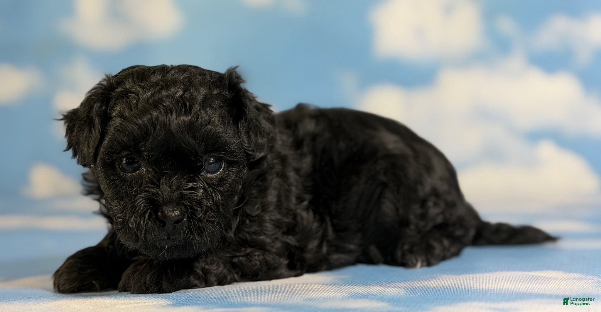 Pekapoo dogs Jasmine - Ad 2
