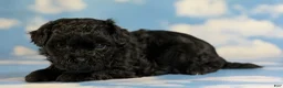 Pekapoo dogs for sale: Jasmine - Ad 2