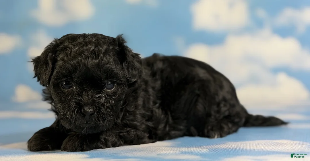 Pekapoo dogs for sale: Jasmine - Ad 2