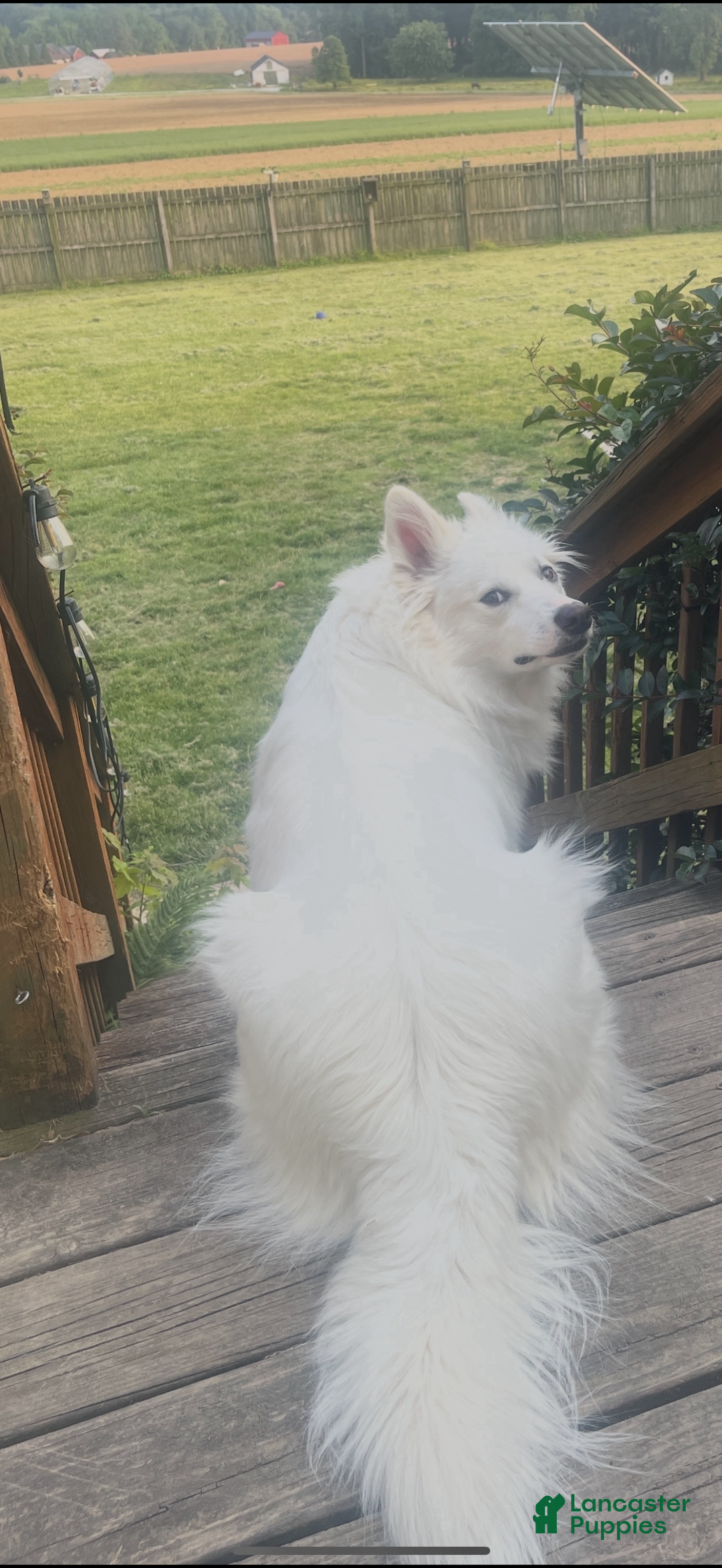 American Eskimo dogs for sale: Remi - Ad 4