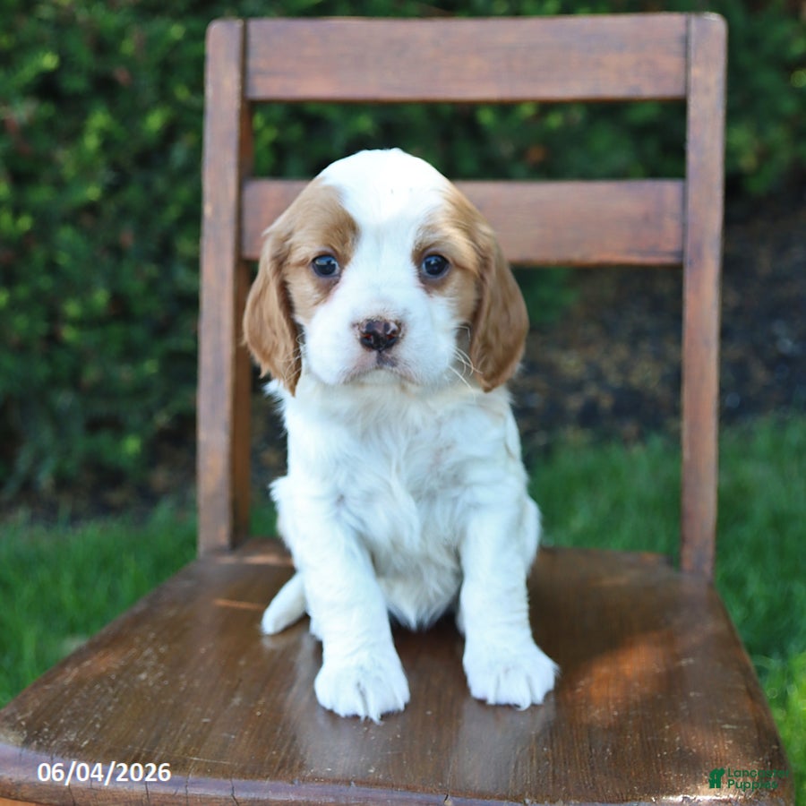 Cockalier dogs for sale: Rosy - Ad 3