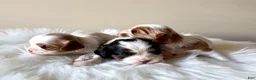 Cavalier King Charles Spaniel dogs for sale: Lucas - Ad 4