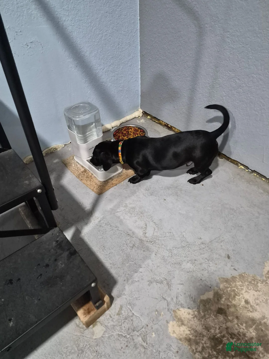 Dachshund dogs for sale: Dachshund 1 - Ad 2