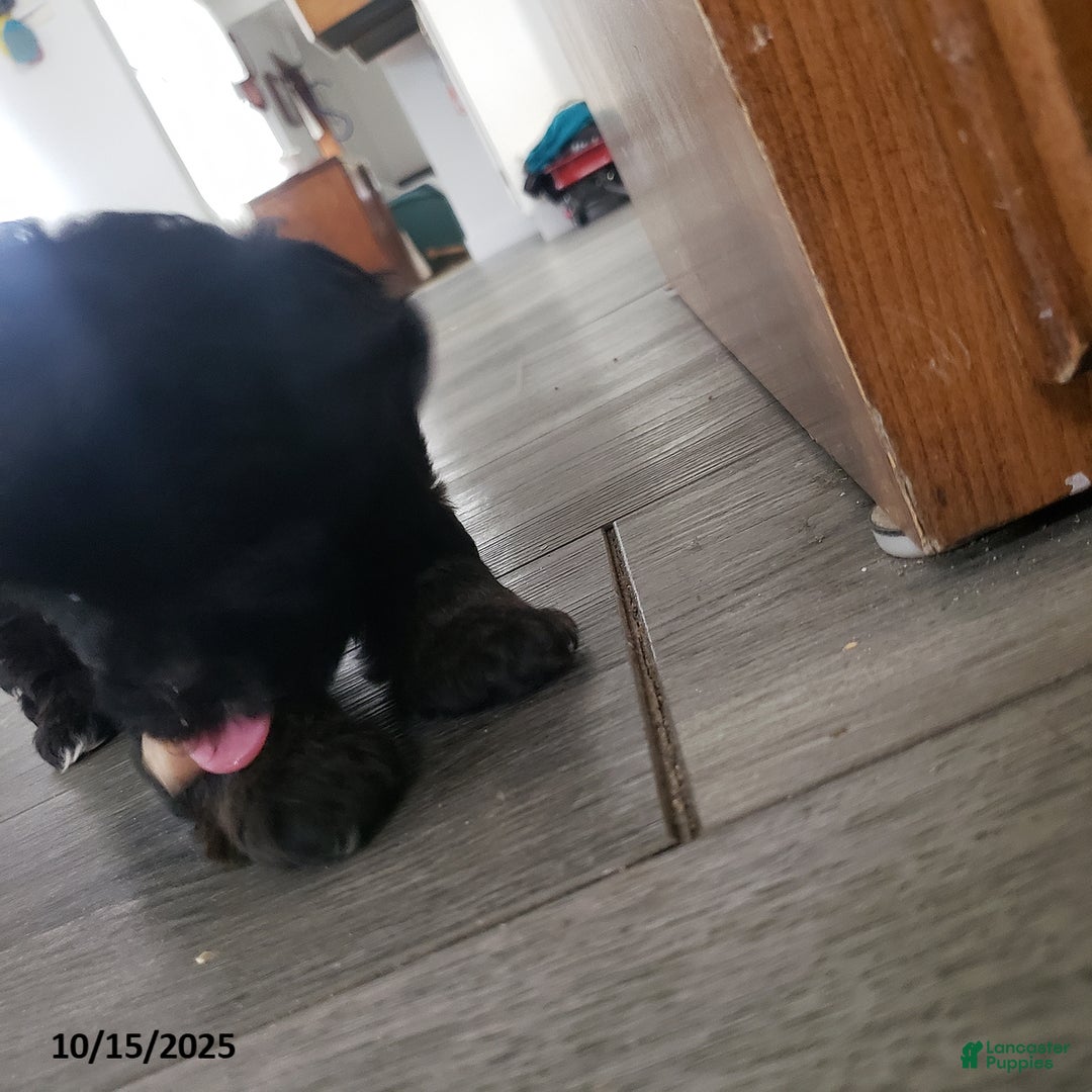 Shihpoo dogs for sale: Ava  - Ad 9