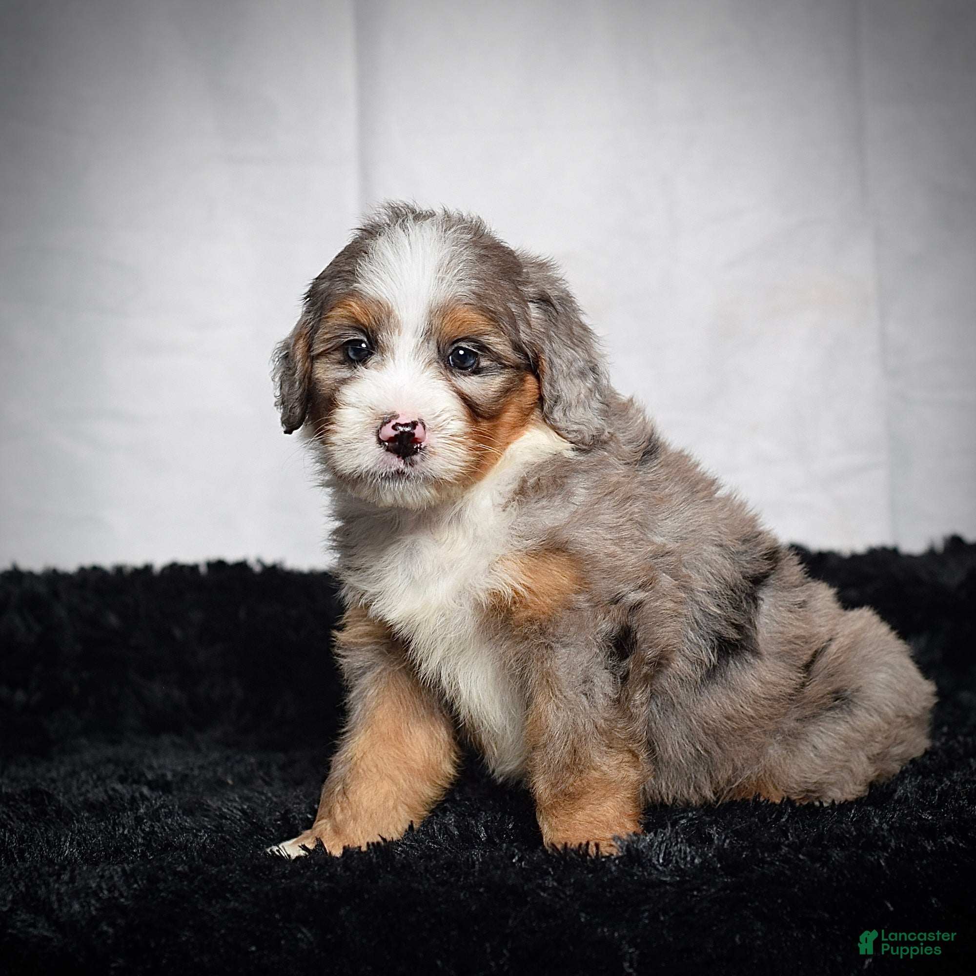 Mini Bernedoodle dogs Beverly - Ad 2