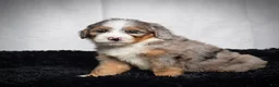 Mini Bernedoodle dogs for sale: Beverly - Ad 2