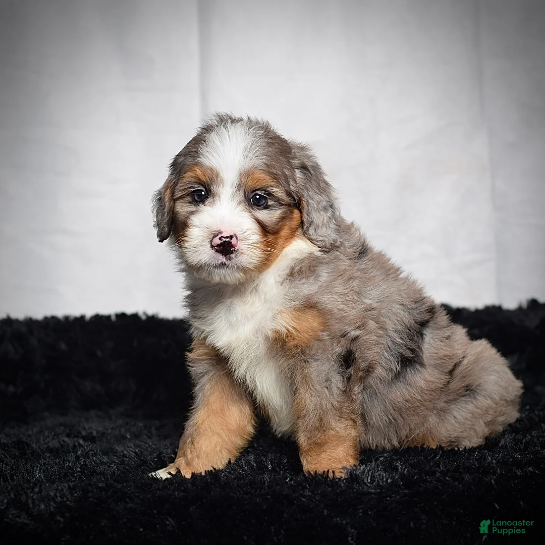 Mini Bernedoodle dogs for sale: Beverly - Ad 2