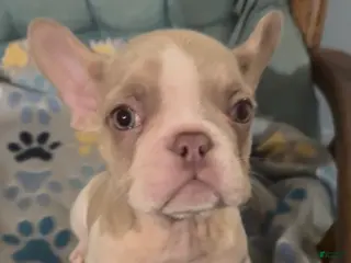 French Bulldog dogs for sale: French Bulldog Puppy 2 - Ad 2