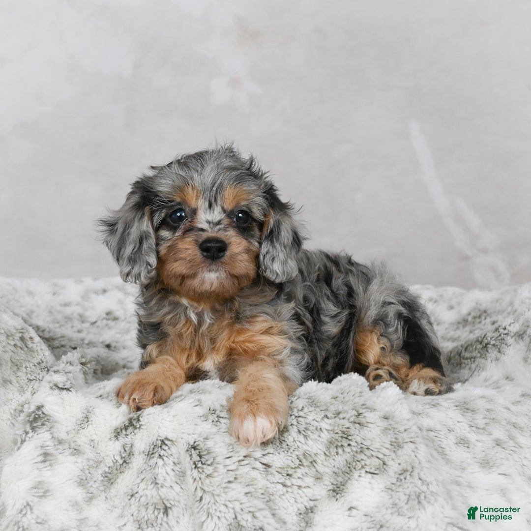 Cavapoo dogs for sale: Lola - Ad 3