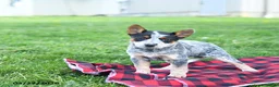 Australian Cattle Dog dogs for sale: Reeses - Ad 5