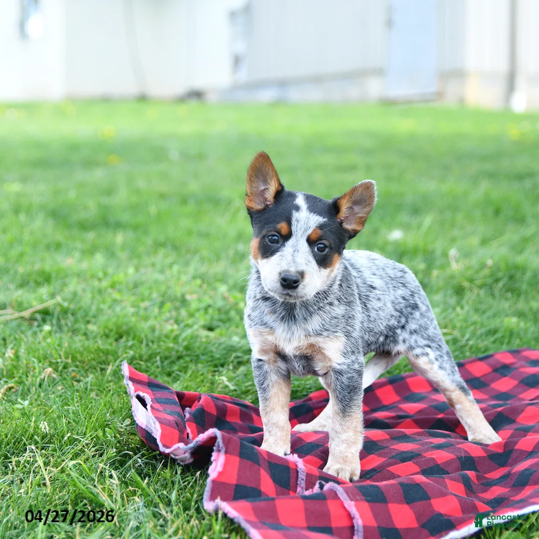 Australian Cattle Dog dogs for sale: Reeses - Ad 5