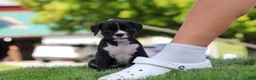 Boxer dogs for sale: Lucy - Ad 8