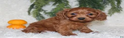 Mini Goldendoodle dogs for sale: Mini Goldendoodle 1 - Ad 5