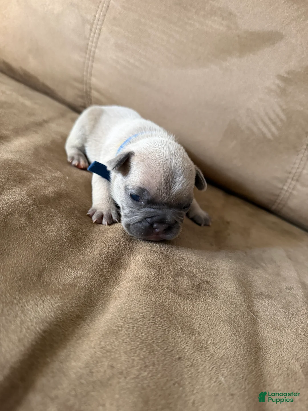 French Bulldog dogs for sale: French Bulldog Puppy 7 - Ad 2