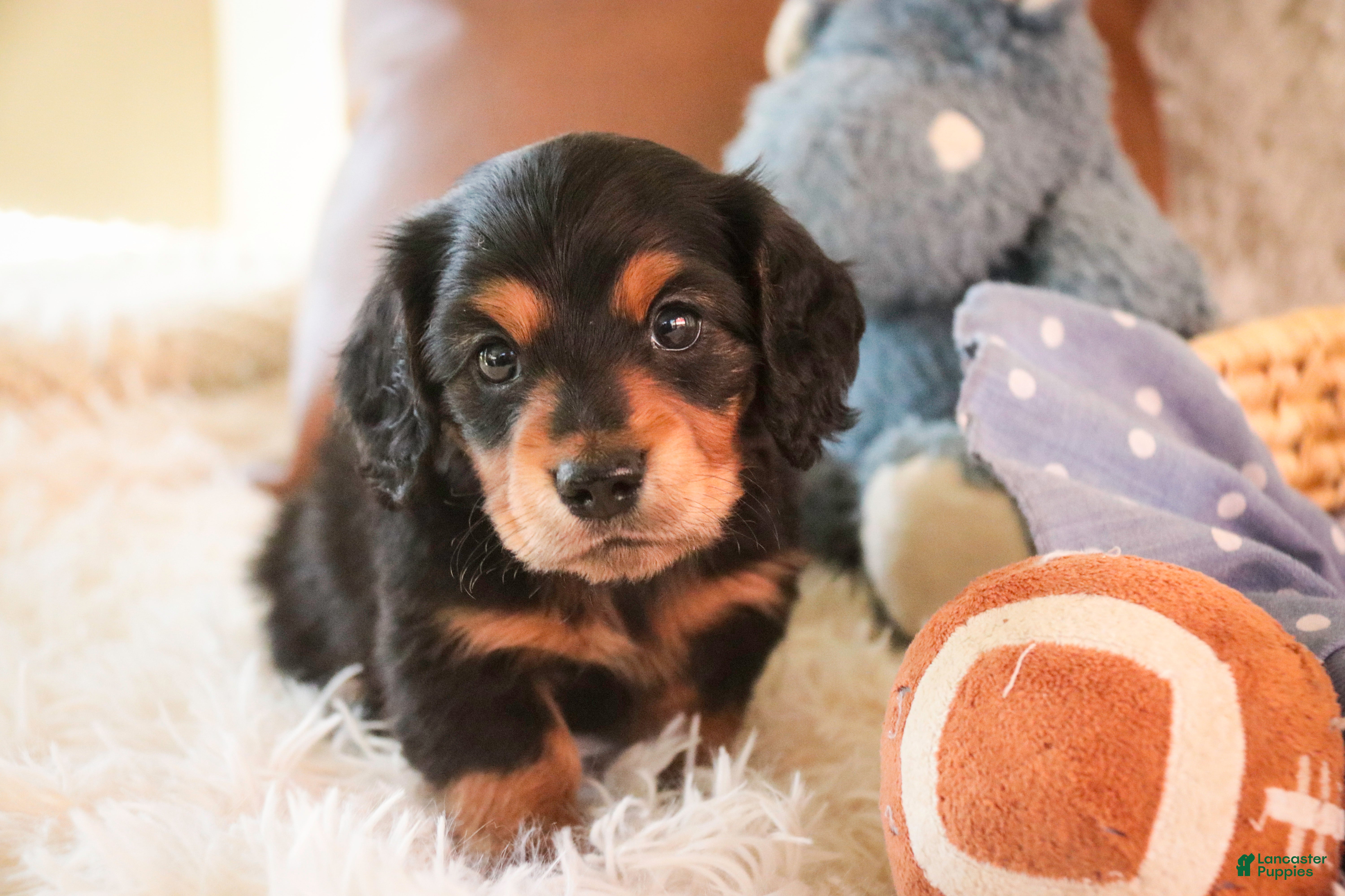 Miniature Dachshund dogs Dusty - Ad 2