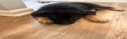 German Shepherd dogs for sale: Usop - Ad 1