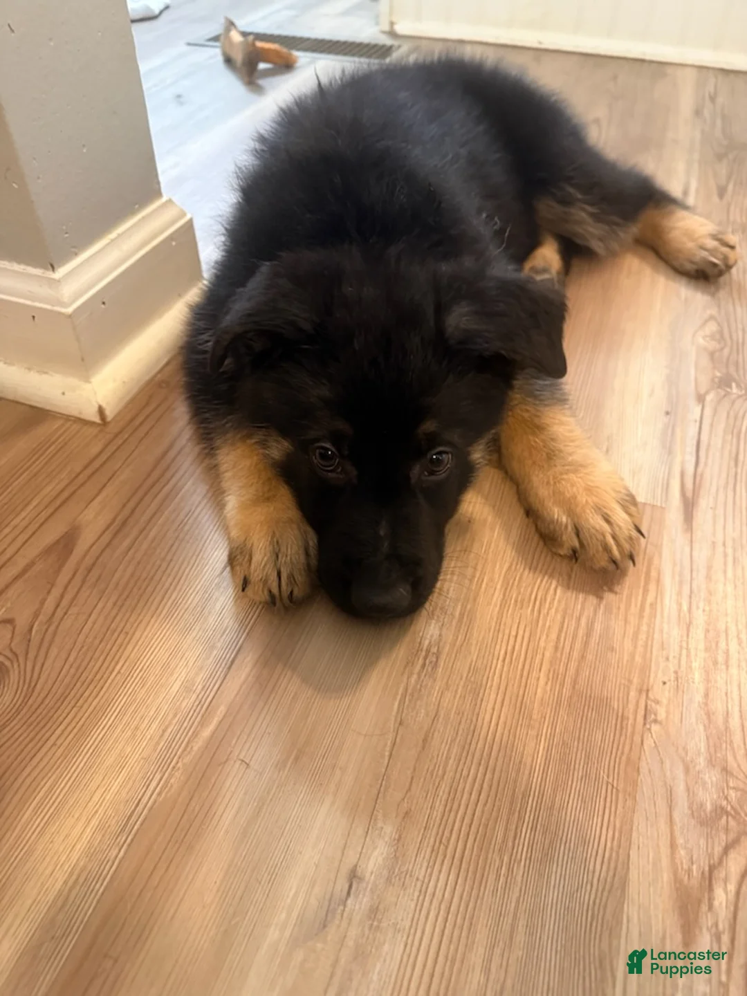 German Shepherd dogs for sale: Usop - Ad 1