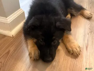 German Shepherd dogs for sale: Usop - Ad 3