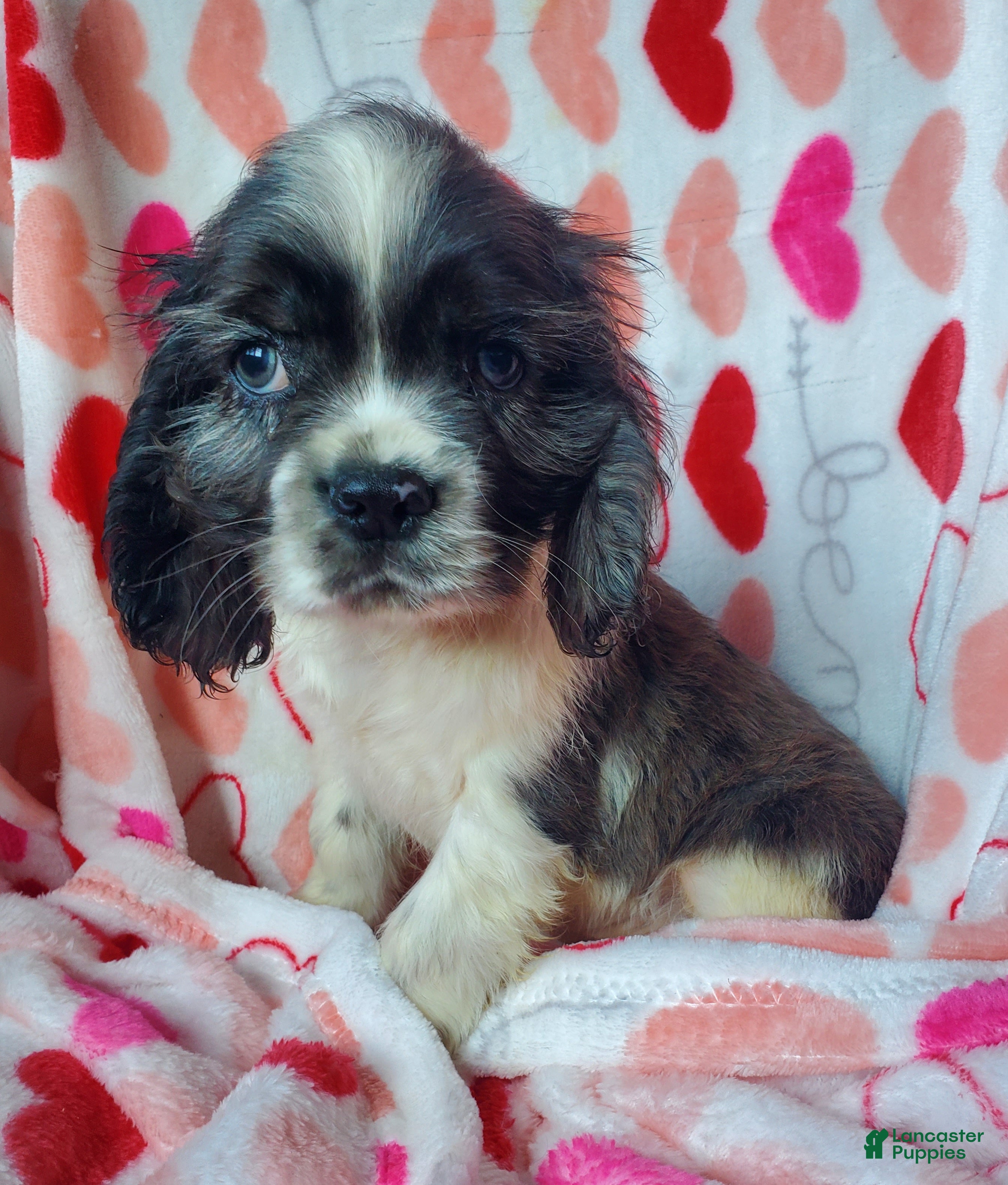 Cocker Spaniel dogs Thor (little one) - Ad 40