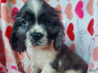 Cocker Spaniel dogs Thor (little one) - Ad 40